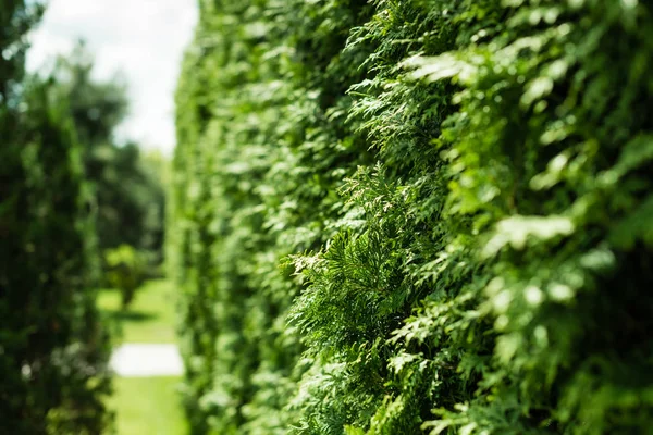Селективный фокус зеленой ели с иглами летом — стоковое фото