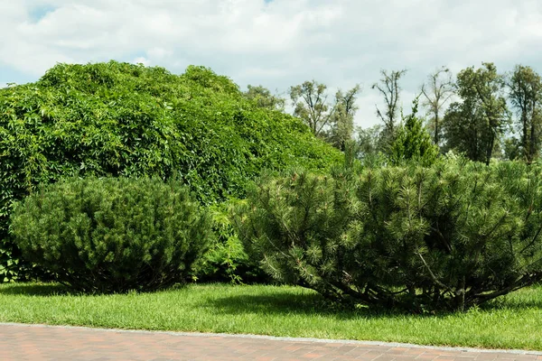 Coníferas em grama fresca verde contra o céu com nuvens — Fotografia de Stock