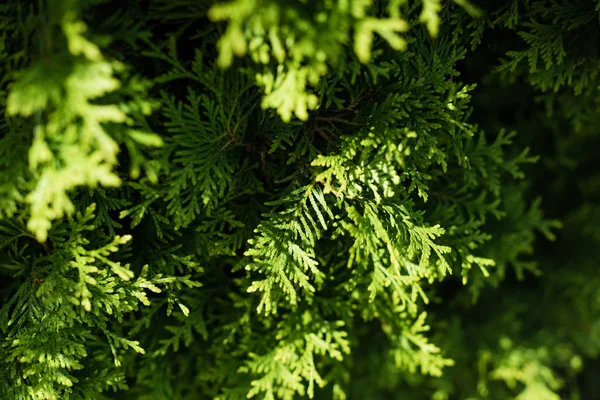 Selective focus of sunshine on green fir tree with needles — Stock Photo