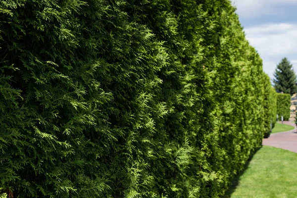 Selective focus of sunshine on green fir trees with needles — Stock Photo