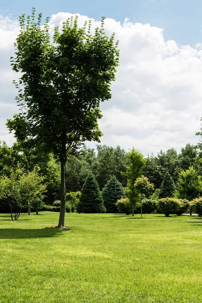 Feuilles vertes sur les arbres près des buissons et des pins sur l'herbe dans le parc — Photo de stock