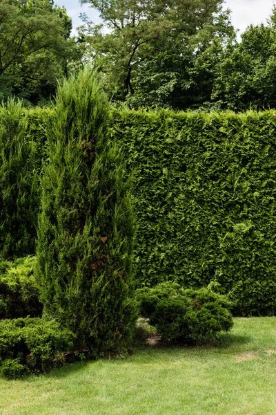 Plantas de coníferas verdes perto de pinheiros em grama fresca verde — Fotografia de Stock