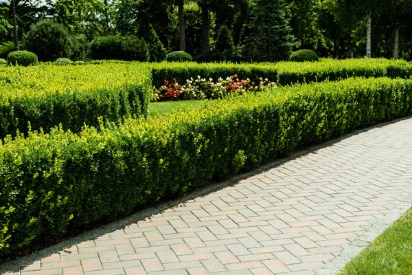 Sonnenschein auf Gehweg in der Nähe von Grünpflanzen und Bäumen im Park — Stockfoto