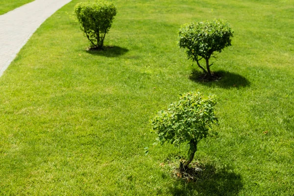 Selective focus of shadows from small bushes on green and fresh grass — Stock Photo