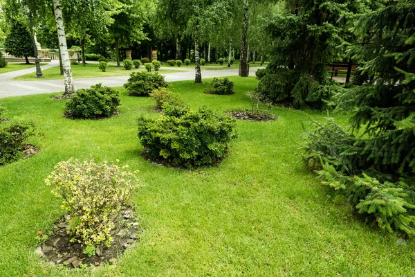 Grüne Büsche auf frischem Gras in der Nähe von Bäumen und Kiefern im Park — Stockfoto