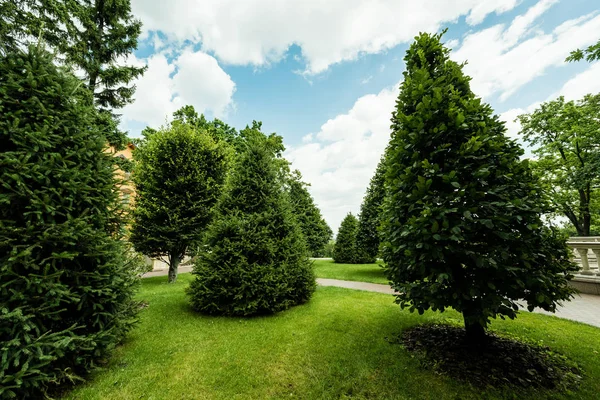 Green pine trees on fresh grass against blue sky with clouds — Stock Photo