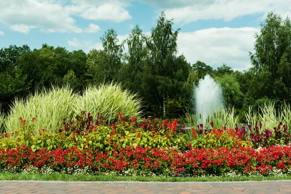 Flores rojas en flor cerca de las plantas y fuente contra el cielo azul - foto de stock