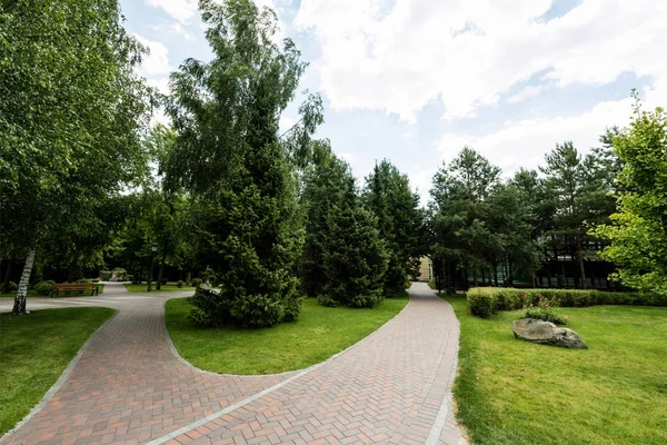 Alberi freschi verdi di abete su erba vicino a passerella in parco — Foto stock