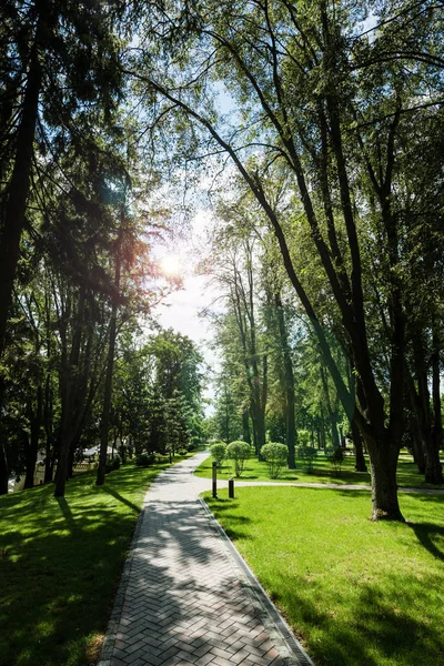 Солнечный свет на дорожке с тенями от деревьев в парке — стоковое фото