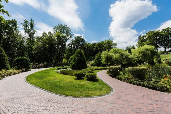 Grüne Büsche auf Gras in der Nähe von Bäumen und Kiefern im Park — Stockfoto