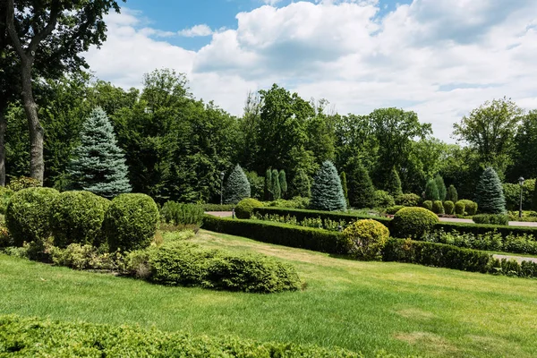 Petits buissons sur l'herbe près des arbres et des pins dans le parc — Photo de stock