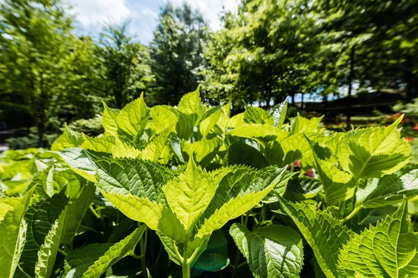 Foco seletivo da luz solar em folhas frescas verdes no parque — Fotografia de Stock