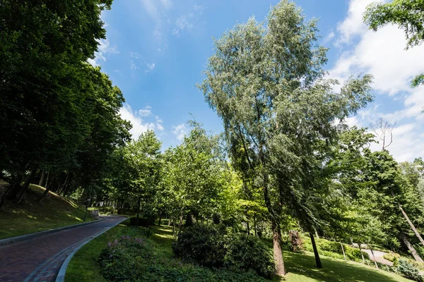 Бруківка на прогулянці біля зелених дерев і кущів в парку — стокове фото
