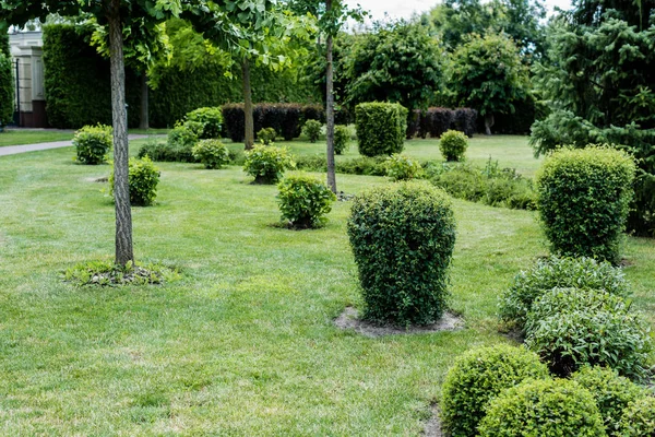 Selective focus of green leaves on bushes on grass near trees in park — Stock Photo