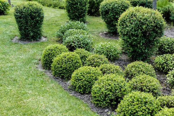 Foco seletivo de folhas verdes em arbustos na grama no parque — Fotografia de Stock