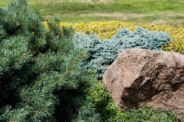 Зеленые и желтые кусты рядом с камнем в летнем парке — стоковое фото