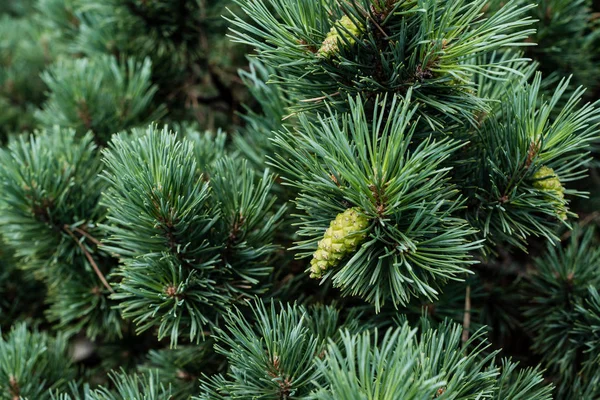 Primer plano de agujas en pino verde con conos de pino en verano — Stock Photo