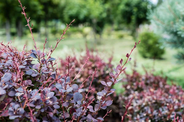 Foco seletivo de arbusto com galhos vermelhos e folhas no verão — Fotografia de Stock