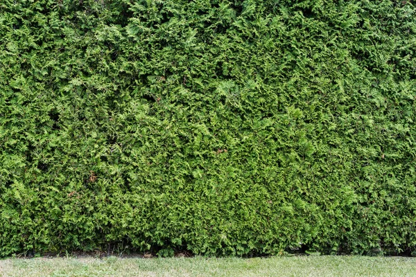 Green and fresh leaves on bush near grass in summer — Stock Photo