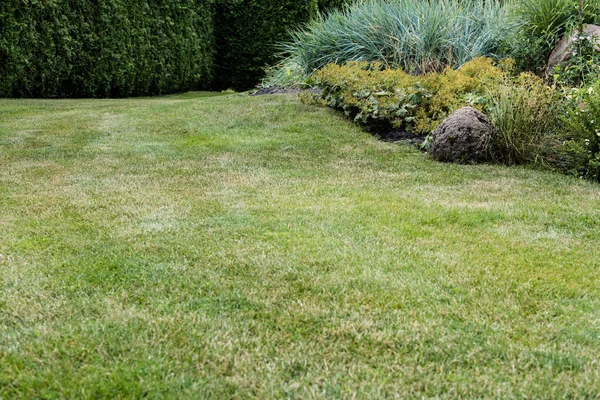 Foyer sélectif d'herbe verte fraîche près de petits buissons — Photo de stock