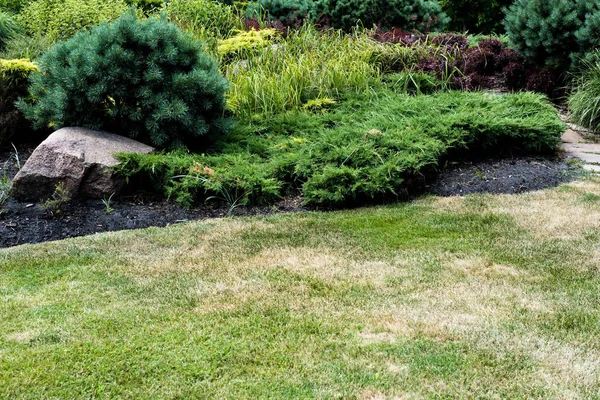 Foco seletivo de grama verde fresca perto de pequenos arbustos de coníferas — Fotografia de Stock