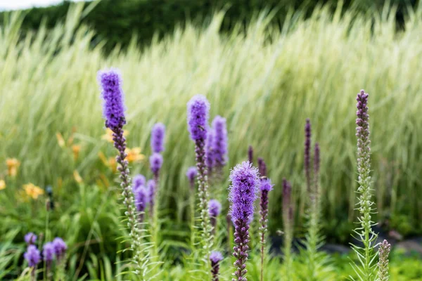 Enfoque selectivo de altramuces de floración púrpura en verano - foto de stock