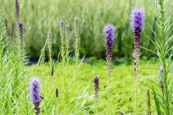 Селективний фокус квітучих фіолетових люпин в літній час — стокове фото