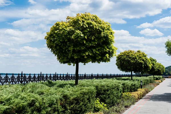 Sole su alberi verdi con foglie e cespugli di conifere — Foto stock