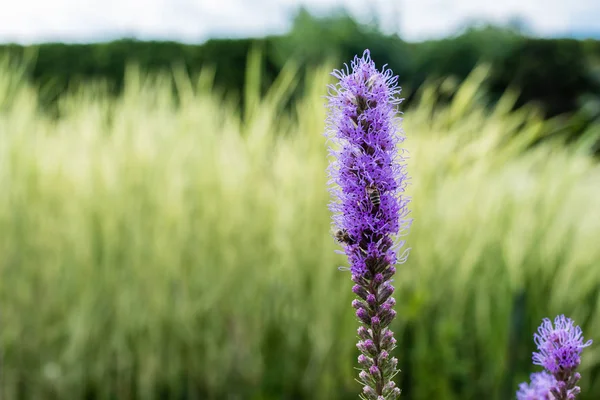Selektiver Fokus der blühenden violetten Lupinen im Sommer — Stockfoto