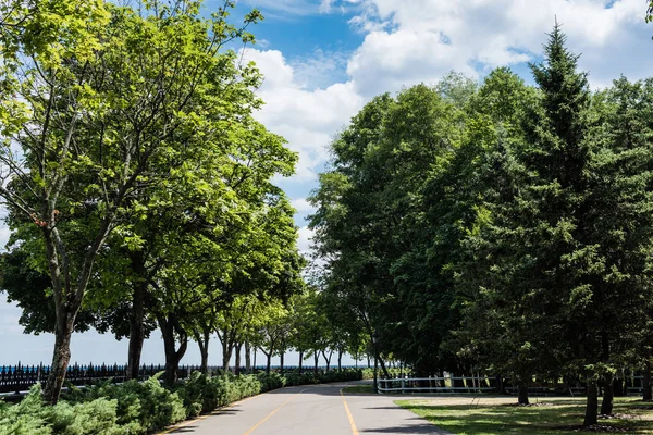 Abeti vicino a cespugli di conifera e passerella in estate — Foto stock