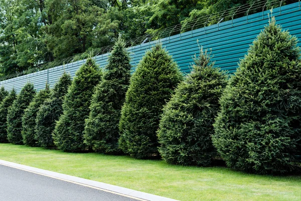 Fluffy green fir trees on grass near fence in summertime — Stock Photo