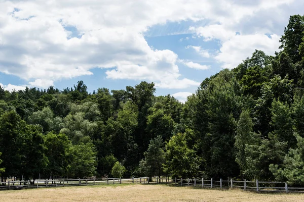 Зелений парк з деревами і кущами на траві в літній час — стокове фото