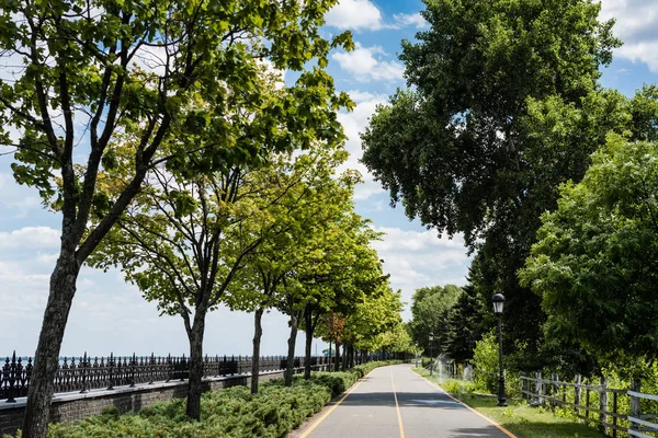Ombre su sentiero con linea gialla vicino ad alberi con foglie fresche — Foto stock
