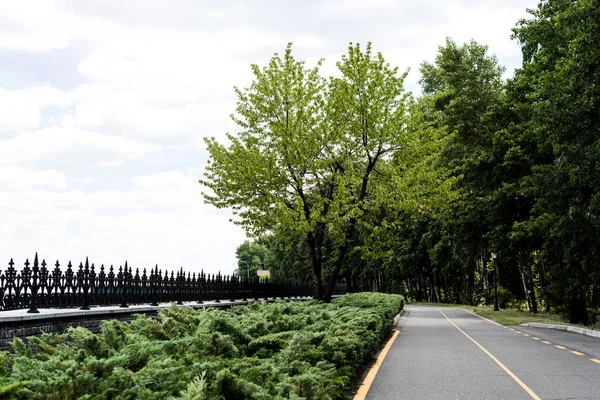 Sentiero con linea gialla vicino ad alberi con foglie fresche verdi — Foto stock