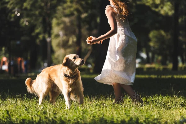 Vista cortada da menina em vestido branco jogando bola com golden retriever no prado — Fotografia de Stock