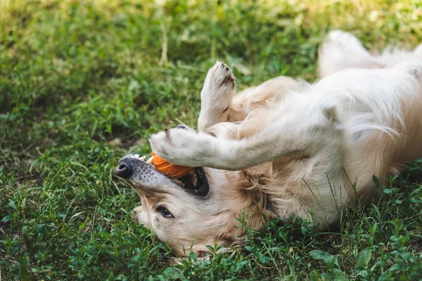 Cute golden retriever playing with ball while lying on meadow — Stock Photo