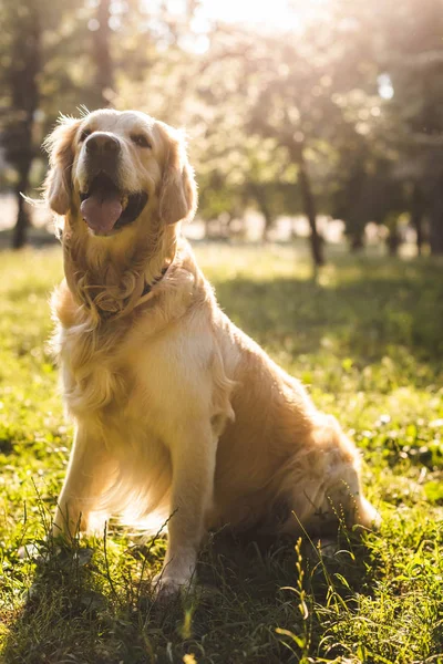 Selective focus of cute golden retriever sitting on meadow in sunlight — Stock Photo