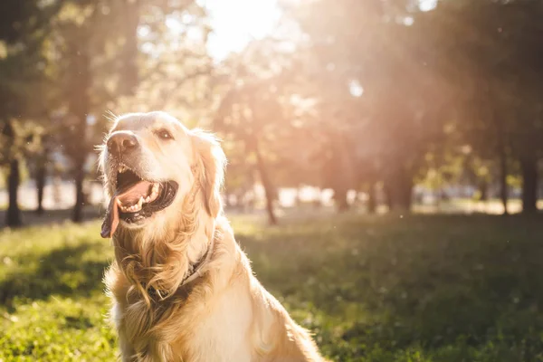 Fuoco selettivo del golden retriever seduto sul prato alla luce del sole — Foto stock