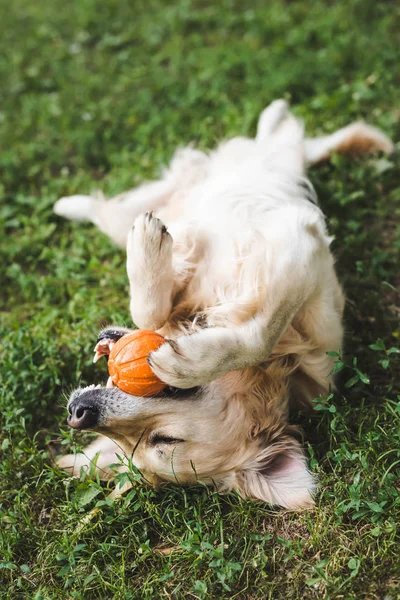 Golden retriever jogar com bola enquanto deitado no prado — Fotografia de Stock