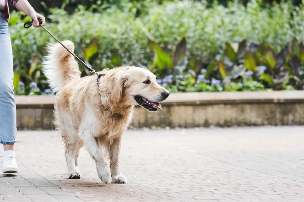 Cropped view of girl in casual clothes waking in park with golden retriever — Stock Photo