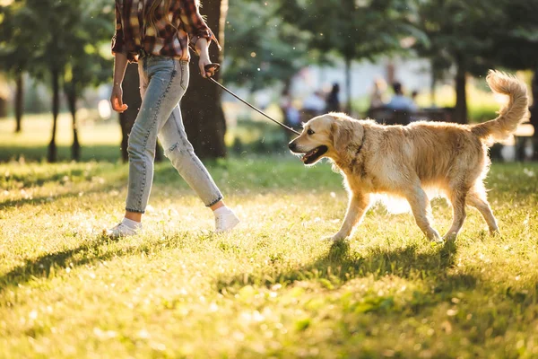 Cropped view of girl in casual clothes walking with golden retriever on meadow in sunlight — Stock Photo