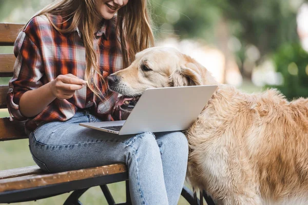 Cropped view of girl in casual clothes using laptop while golden retriever disturbing woman — Stock Photo