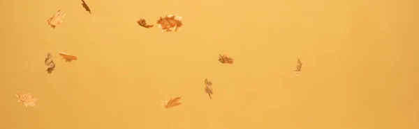 Tiro panorâmico de folhas de bordo douradas caindo isolado em amarelo — Fotografia de Stock