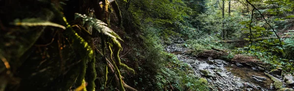 Colpo panoramico di fiume che scorre vicino a pietre e alberi — Foto stock