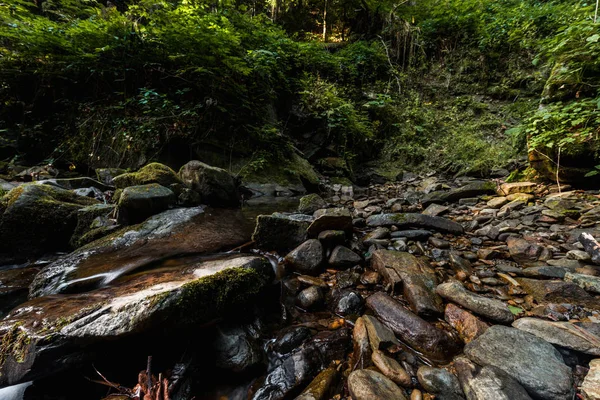 Plantes vertes près de pierres humides dans les bois — Photo de stock