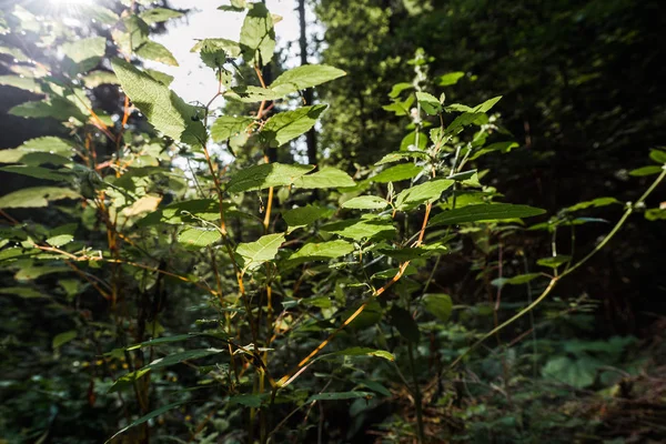 Accent sélectif du soleil sur les feuilles fraîches vertes dans les bois — Photo de stock
