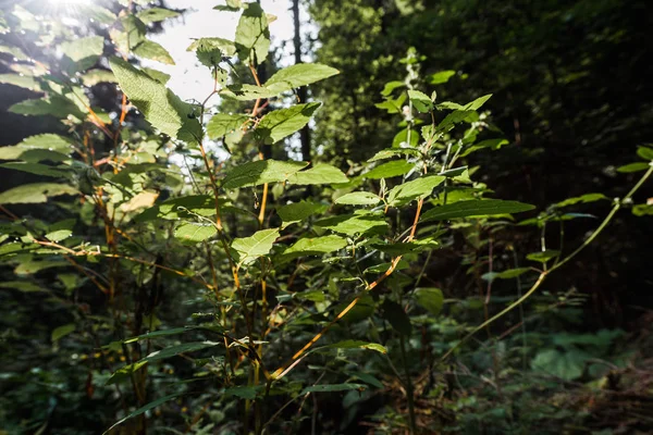 Selective focus of sunshine on green fresh leaves in woods — Stock Photo