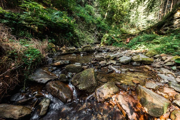 Dampf fließt auf nassen Steinen in der Nähe grüner Bäume — Stockfoto
