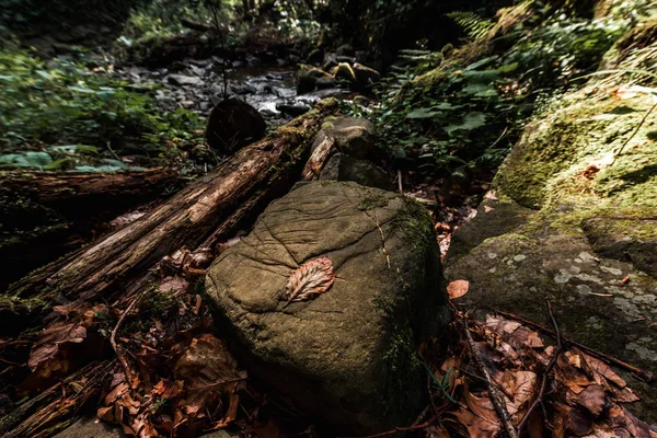 Foco seletivo de folhas caídas perto de pedras no parque — Fotografia de Stock