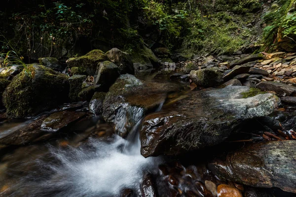 Acqua che scorre su rocce bagnate vicino a foglie verdi nei boschi — Foto stock